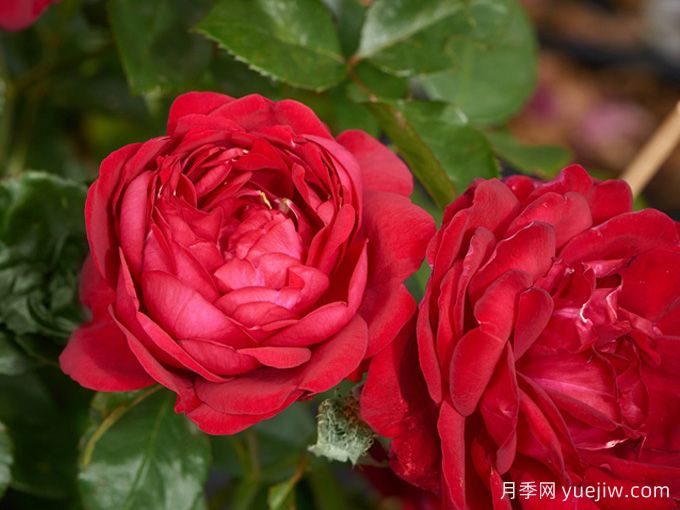 玫瑰與月季，rose中的典雅華麗(圖2)