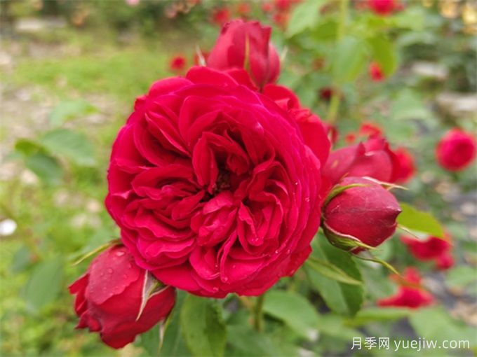 月季推薦，紅蘋果(圖1)