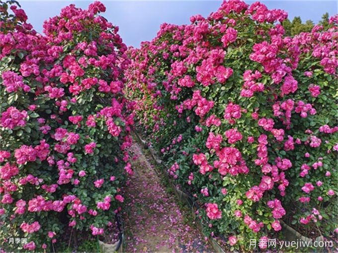 如何打造一面月季花墻？(圖3)