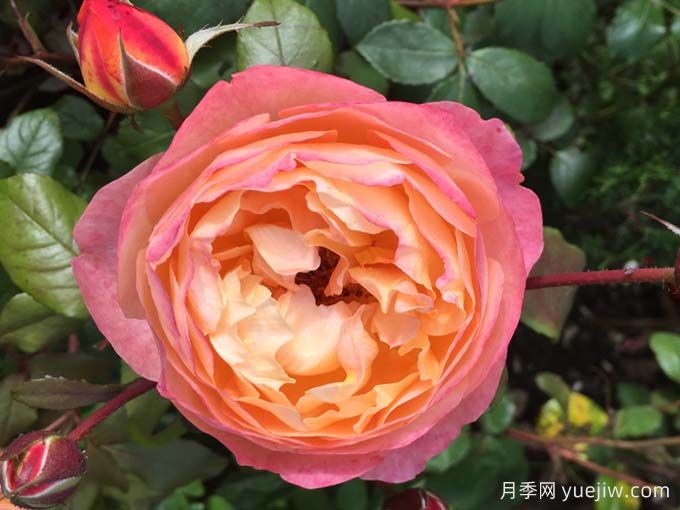 如果你喜歡淡雅，推薦5個(gè)橙杏色和桃粉色月季(圖1)