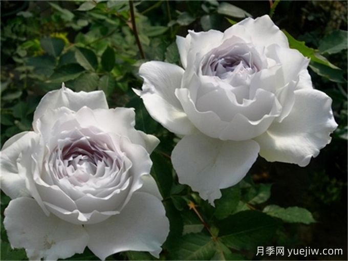 適合城市家庭種的7種花，萬種挑一的精選品種(圖4)