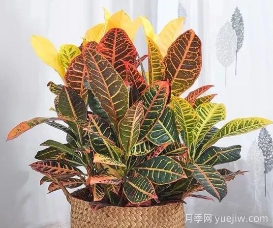 變?nèi)~木的養(yǎng)護(hù)方法及注意事項(xiàng)有哪些(圖1)