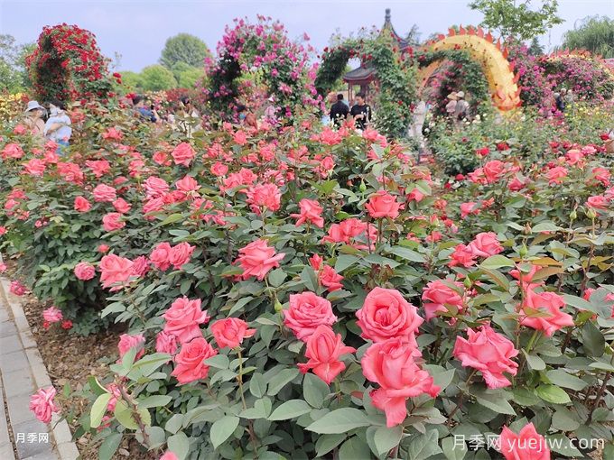 園林康養(yǎng)設(shè)計原則和園林植物品種搭配技巧(圖1)