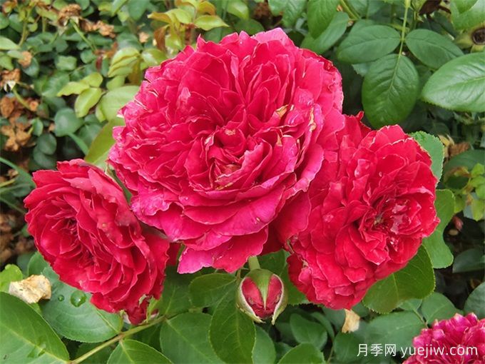 只種一款紅色爬藤月季，強(qiáng)力推薦紅達(dá)月季(圖2)