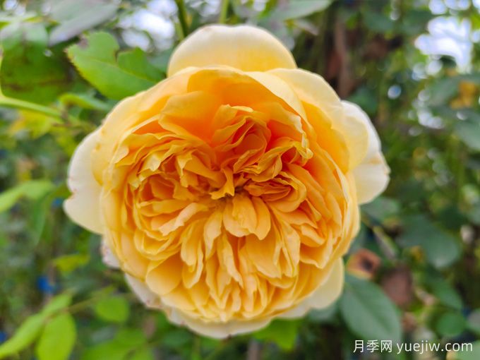 黃金慶典月季，分枝多花量大，香氣濃郁花期長(圖1)