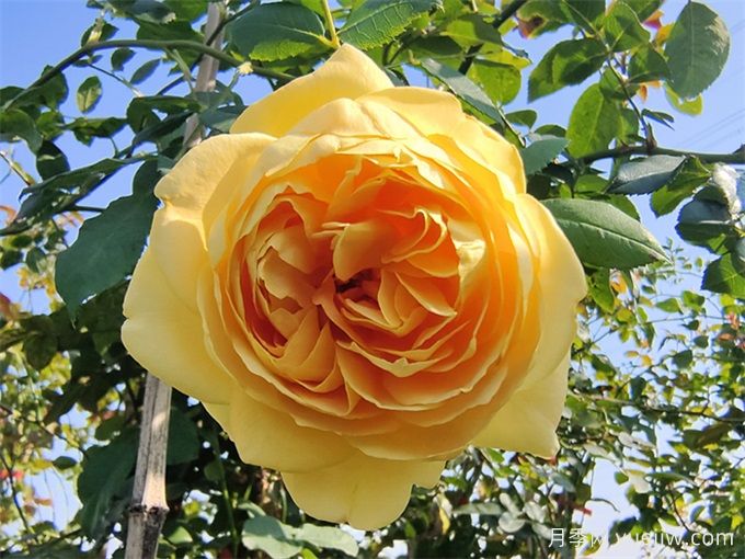 黃金慶典月季，分枝多花量大，香氣濃郁花期長(圖3)