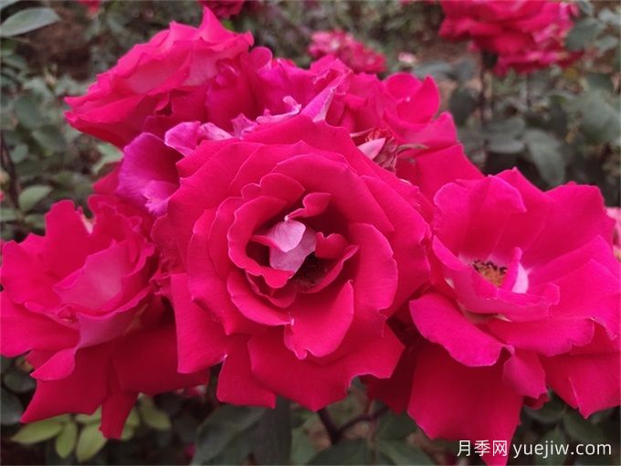 玫瑰花語數(shù)學(xué)課：一朵、三朵還是百朵？(圖3)