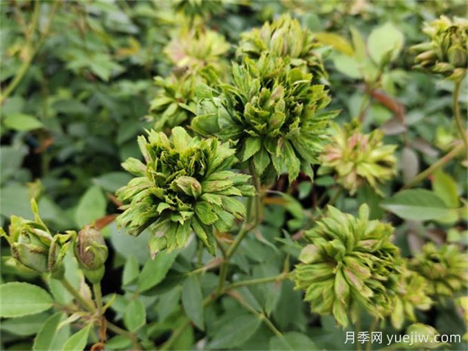 綠萼月季，綠色的古老國(guó)寶月季(圖1)
