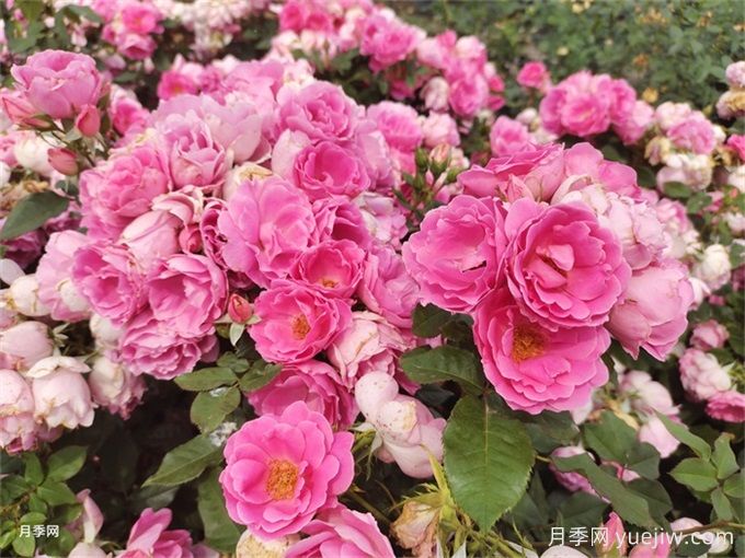 6種適合秋季扦插開花植物成活率高的花卉(圖1)