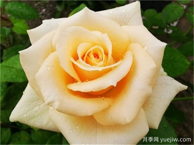 月季推薦，蜜桃雪山月季(圖1)