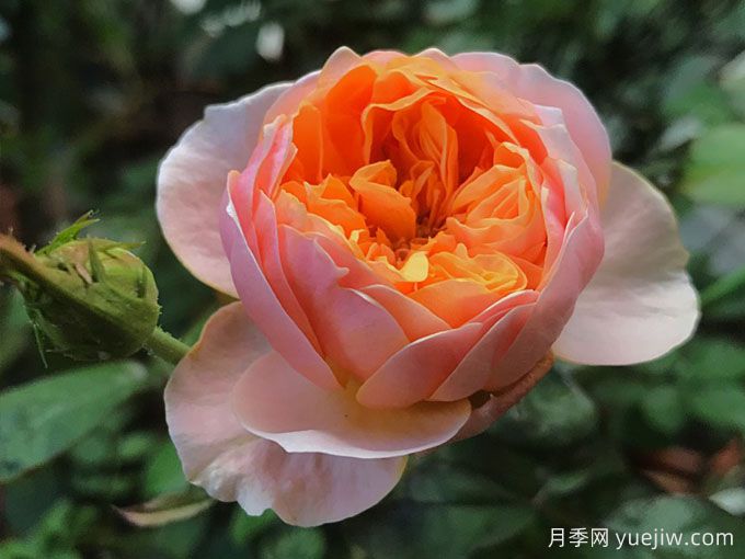 溫柔珊瑚心月季，花型精致適應(yīng)性強(qiáng)的月季(圖2)