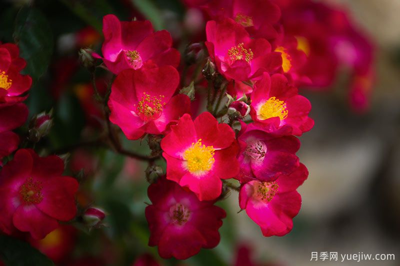 30款巨型爬藤月季，高度達5米能做花墻拱門(圖2)