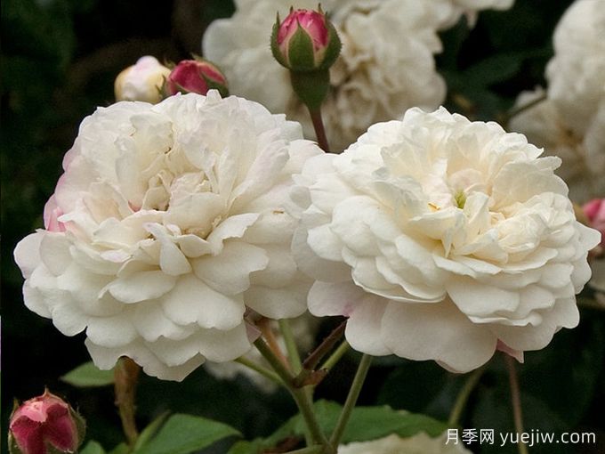 永恒的快樂(lè)月季/菲利斯黛佩彼特/幸福與永恒/七姐妹(圖3)