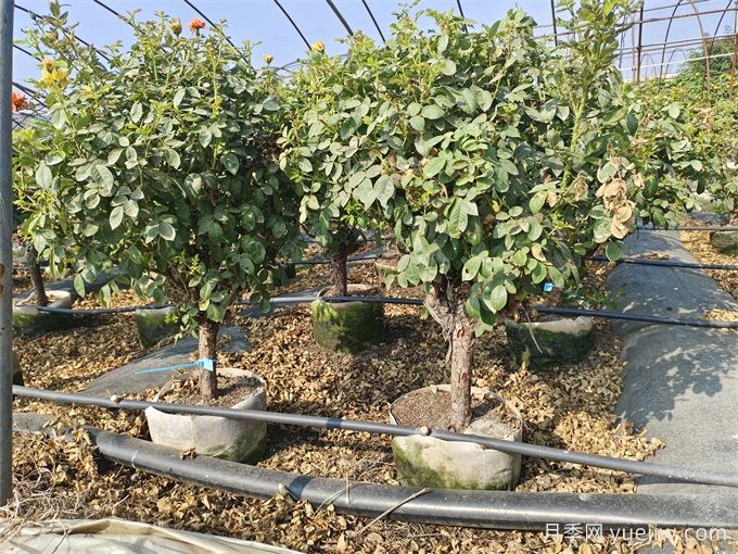 全國月季11月花事，南賞花北過冬(圖1)