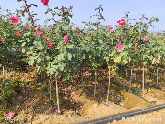 全國月季11月花事，南賞花北過冬(圖2)
