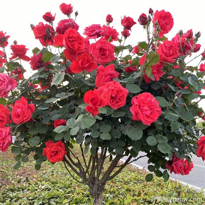 如何選擇適合干道綠化帶的植物？推薦適合品種(圖1)