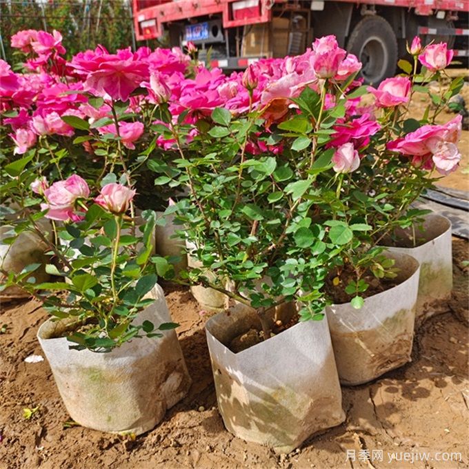 如何選擇適合干道綠化帶的植物？推薦適合品種(圖2)