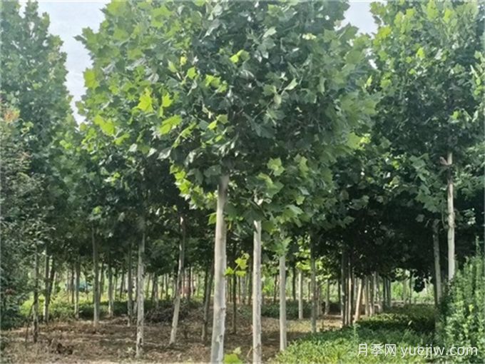 園林人必知，世界五大行道樹(shù)！(圖2)