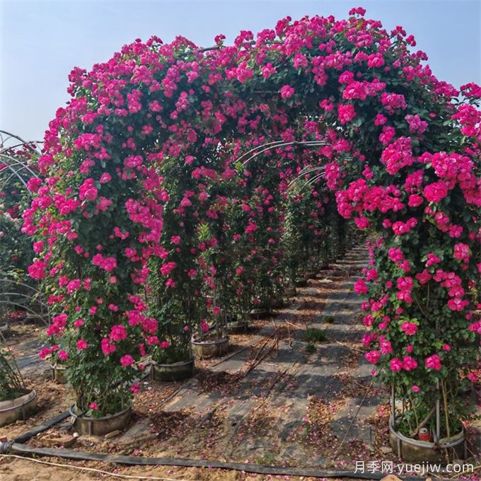 藤本植物必知四大類，你知道幾個(gè)？(圖1)