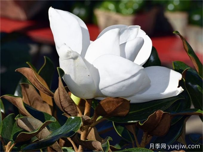 中國常見行道、庭蔭、園林樹種簡介（總結(jié)40個）(圖3)