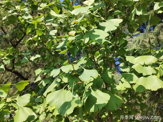 中國常見行道、庭蔭、園林樹種簡介（總結(jié)40個）(圖2)