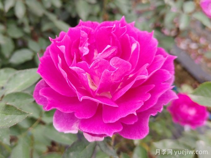 蝴蝶蘭和月季花有什么不同處？蝴蝶蘭和月季花哪個好養(yǎng)？(圖1)