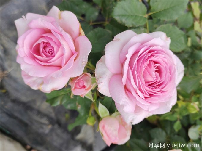 月季介紹，粉黛月季(圖1)