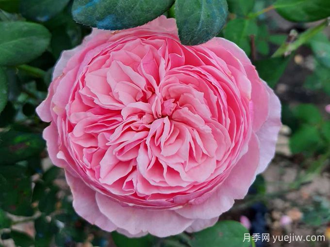 凱麗月季，耐熱耐曬耐雨淋，花期長(zhǎng)豐花勤花(圖1)