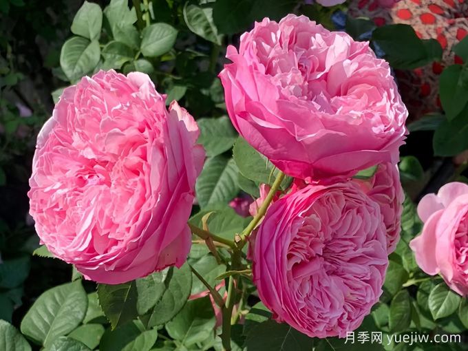 凱麗月季，耐熱耐曬耐雨淋，花期長(zhǎng)豐花勤花(圖2)