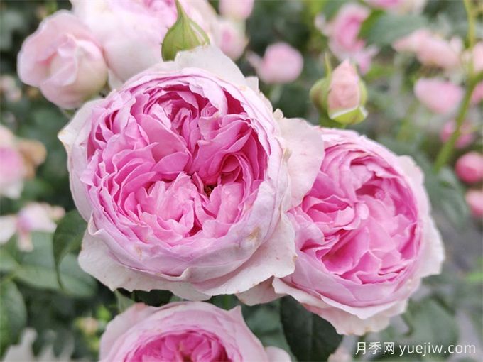 月季花前、花期、花后的施肥辦法(圖1)
