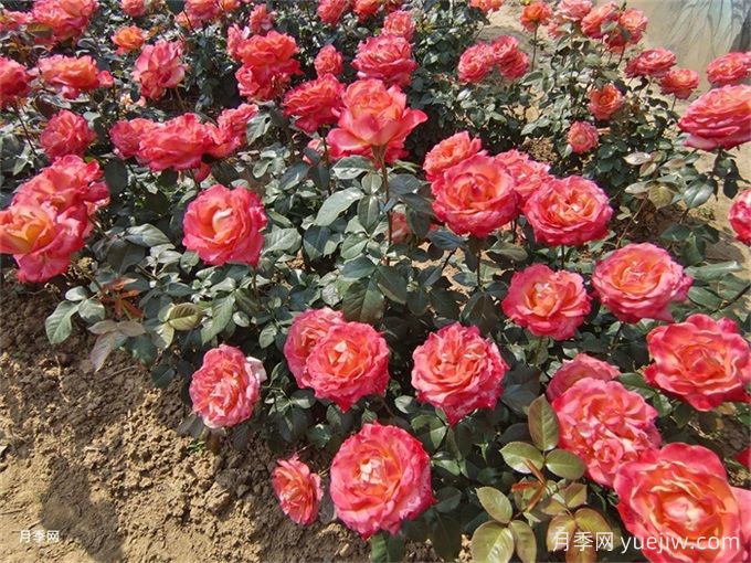 礦山修復綠化：植物配置如何改變生態(tài)？(圖1)