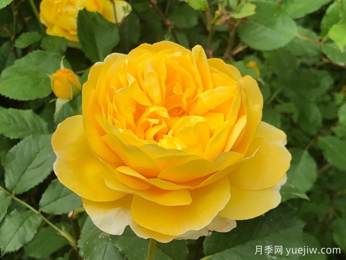 詩(shī)人的妻子月季(圖1)