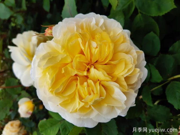 詩(shī)人的妻子月季(圖5)