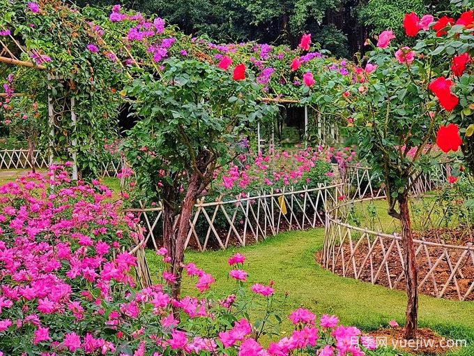 南寧南湖公園，萬(wàn)株月季驚艷綻放，打卡冬日絕美盛景(圖2)