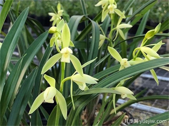 蘭花植料的種類及優(yōu)劣性盤點(圖1)