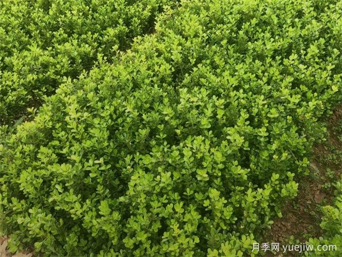 春天綠籬栽植養(yǎng)護(hù)辦法，大大減少死亡率(圖1)