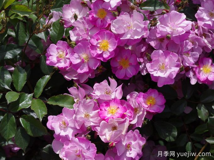 薰衣草之夢(mèng)月季/薰衣草夢(mèng)境/薰衣草夢(mèng)(圖3)