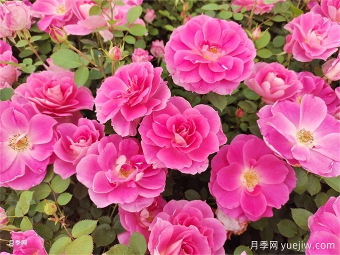園林植物各分類(lèi)集錦(圖1)