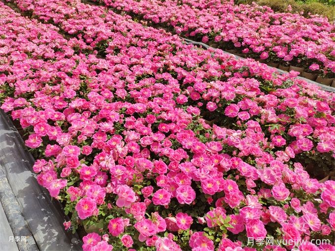 600種園林植物配置大全，分類特征匯集(圖1)