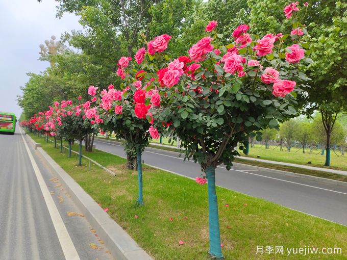 600種園林植物配置大全，分類特征匯集(圖2)