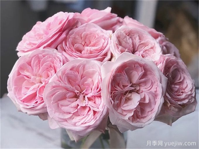 有香味的玫瑰花有哪些品種？(圖1)