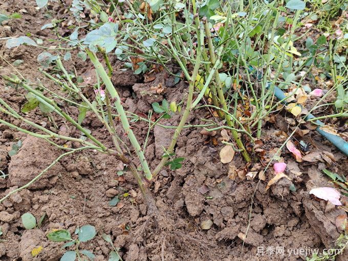 月季裸根苗種植時(shí)間？盆栽和地栽種植方法(圖3)