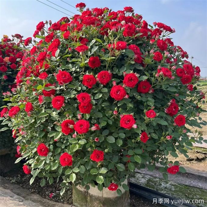 園林常見觀花植物修剪技術(shù)(圖1)