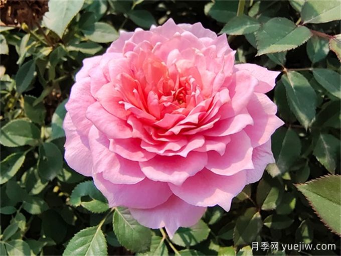 適合陽臺盆栽的微月，推薦7個品種(圖5)