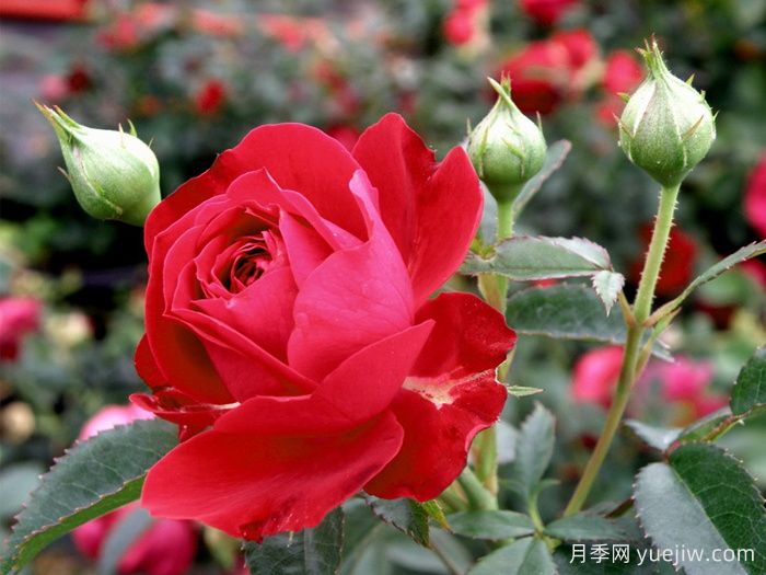 真愛(ài)月季/紅船長(zhǎng)/紅色隊(duì)長(zhǎng)(圖1)