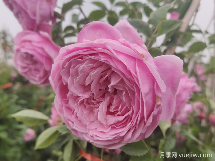 推薦13款香水月季品種，香味濃郁是真香(圖6)