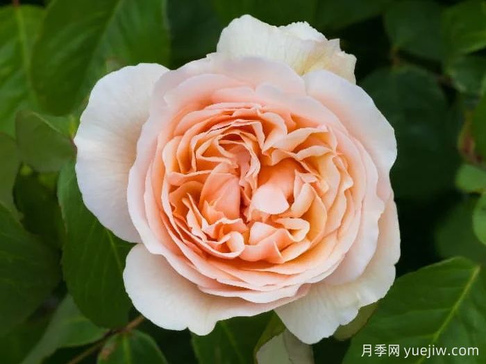 無(wú)名的裘德月季/朦朧的朱迪月季(圖4)