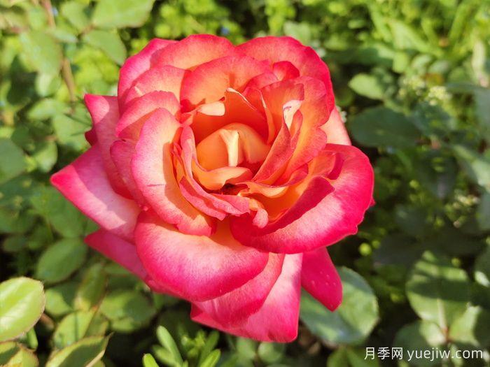 暢游南陽，認(rèn)識(shí)名品大花月季(圖3)