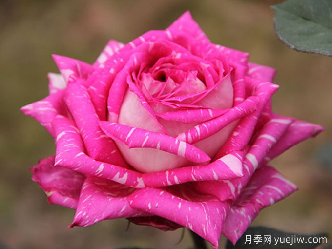 暢游南陽，認(rèn)識(shí)名品大花月季(圖5)