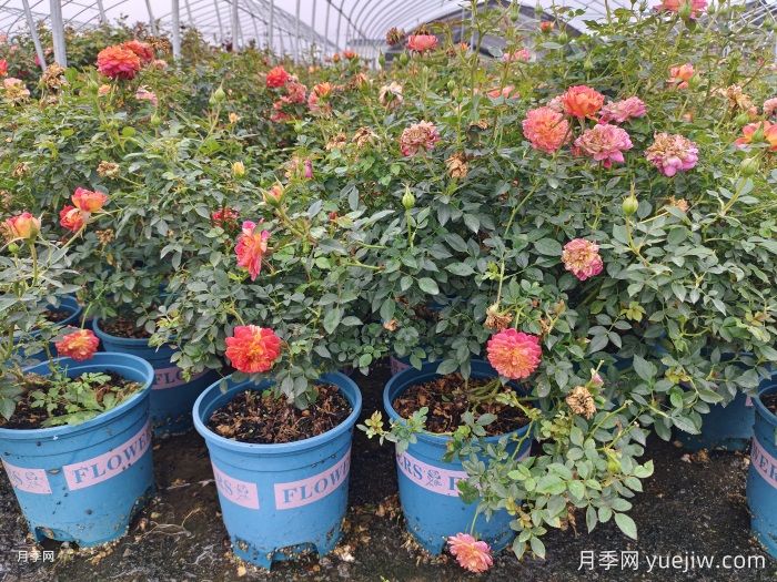 冬天要把月季花的葉子全部剪掉嗎？(圖1)